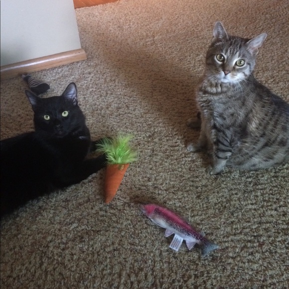 Meet your Posher, Mariah - Picture 8 of 8